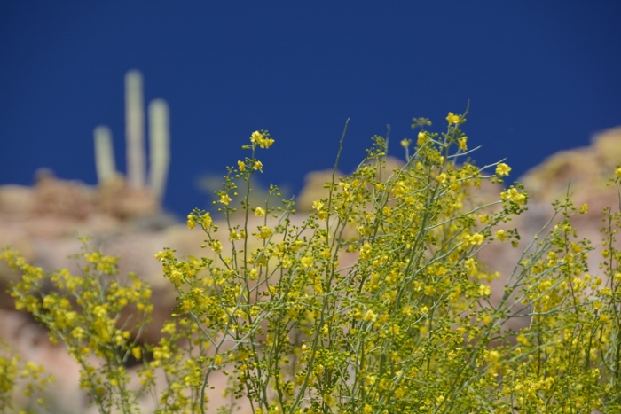 Saguaro Lake marina area